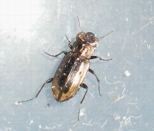 Notiophilus substriatus